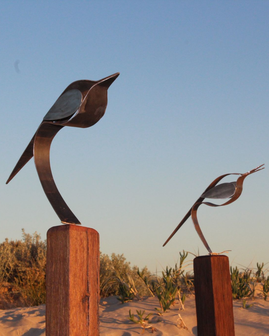 Willie Wagtail Perched on Jarrah Post