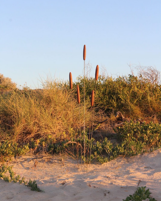 Carved Bullrushers