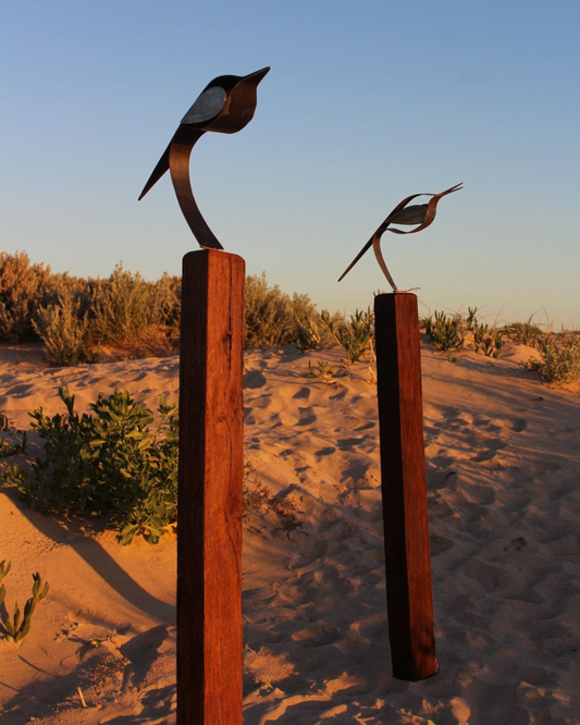 Willie Wagtail Perched on Jarrah Post