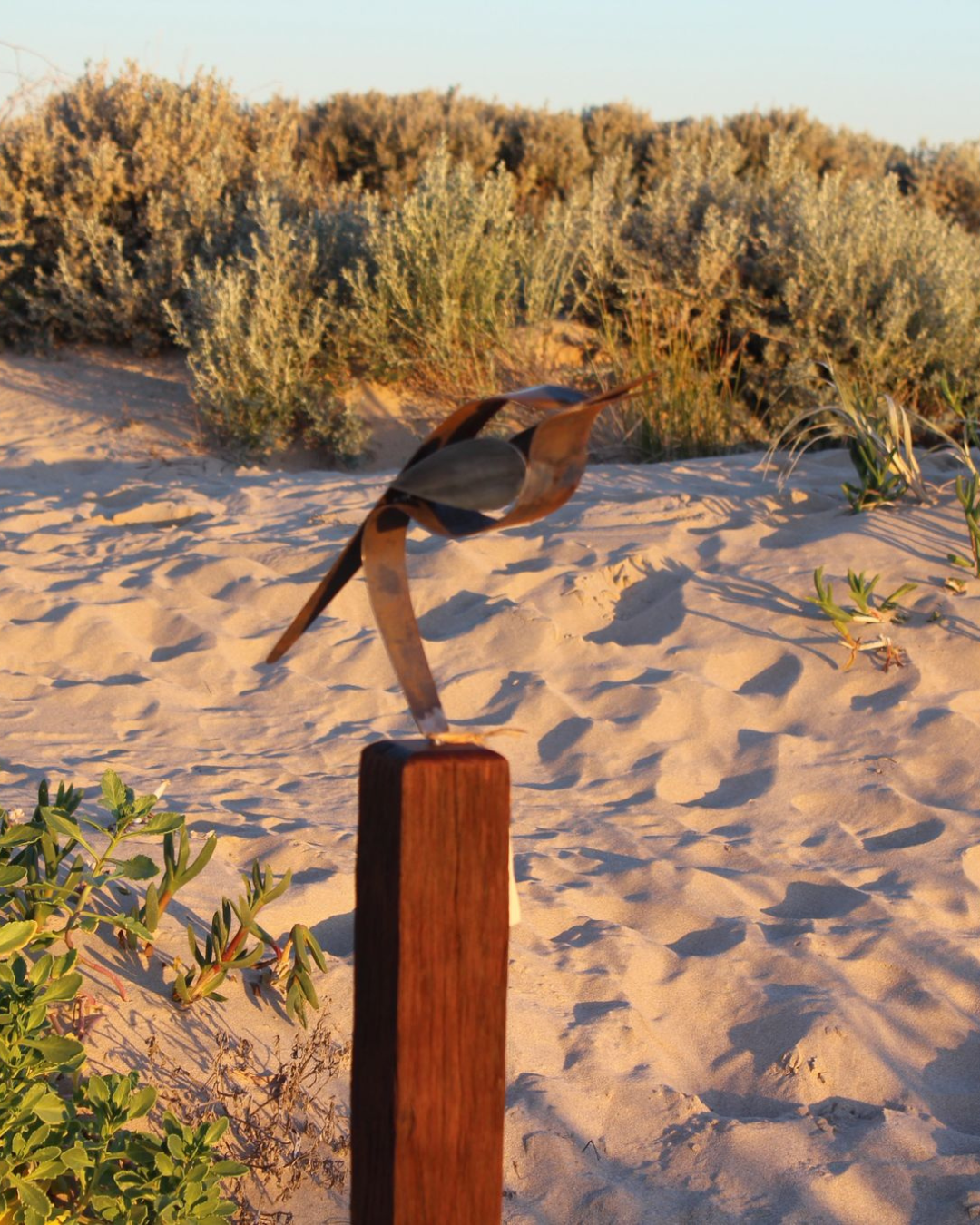 Willie Wagtail Perched on Jarrah Post